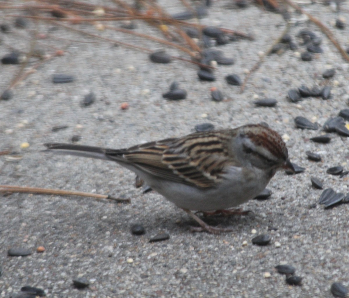 Chipping Sparrow - ML133157401