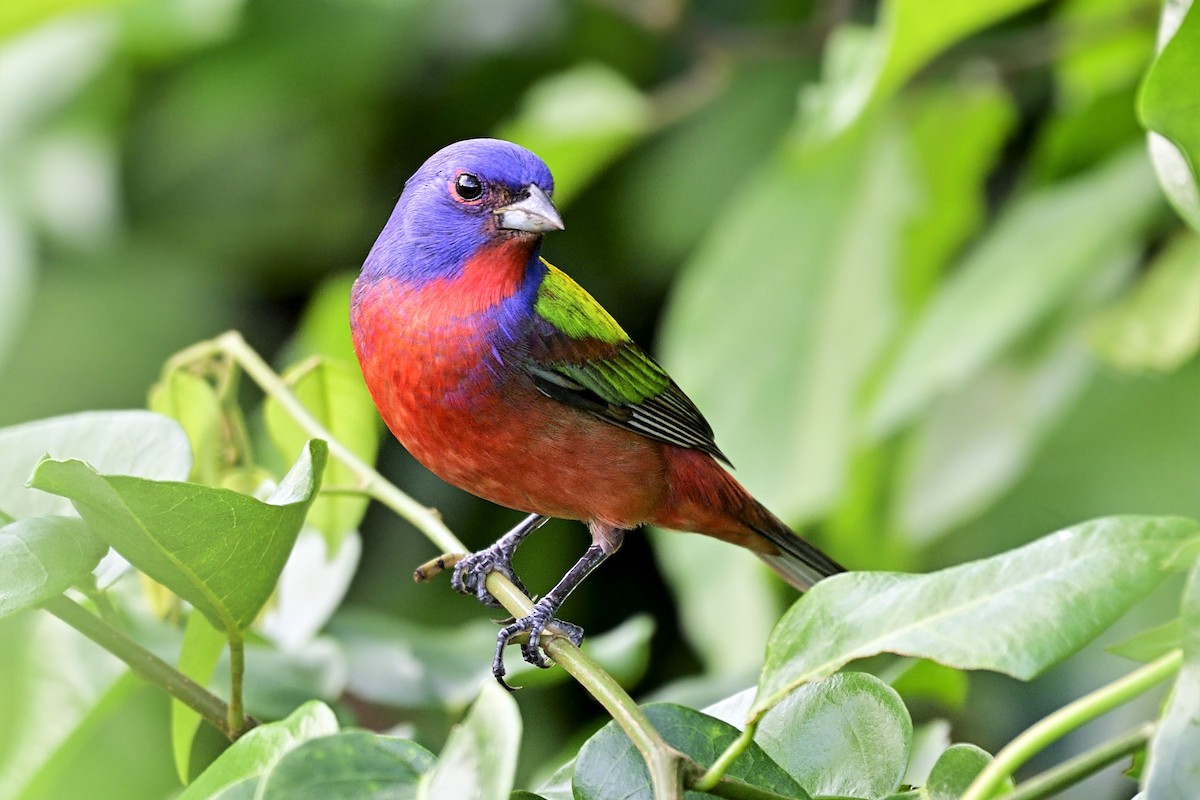 Painted Bunting - Luis Guillermo