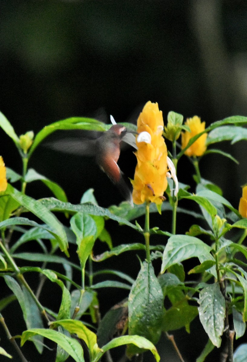 Rufous-breasted Hermit - ML133162691