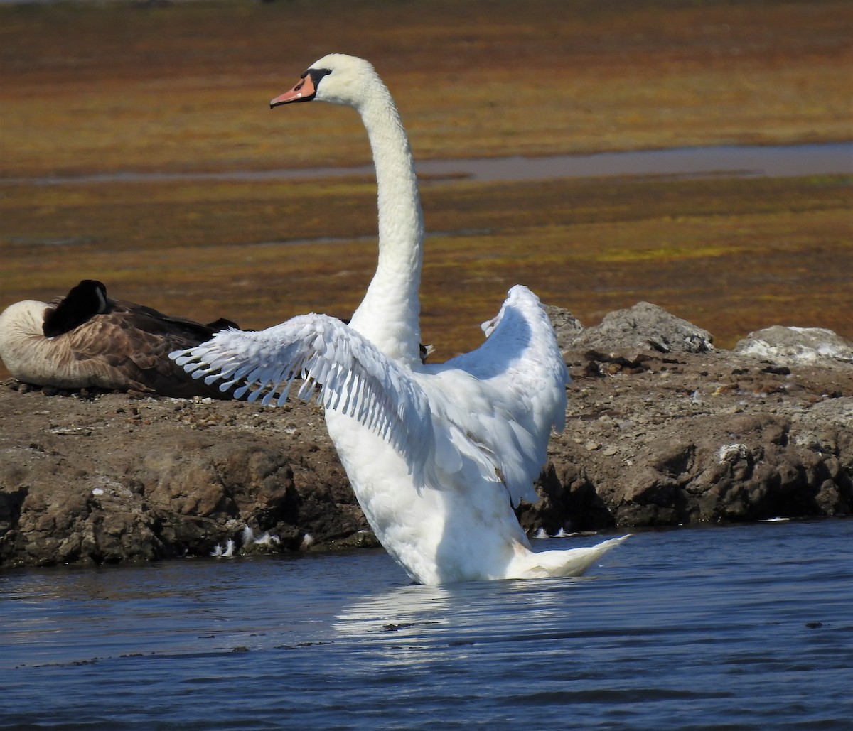 Mute Swan - Bill Pelletier