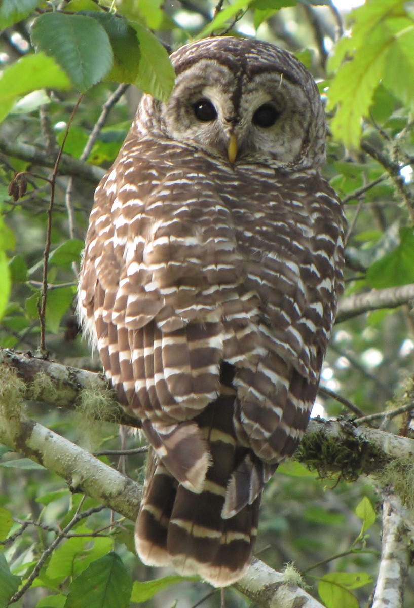 Barred Owl - ML133166501