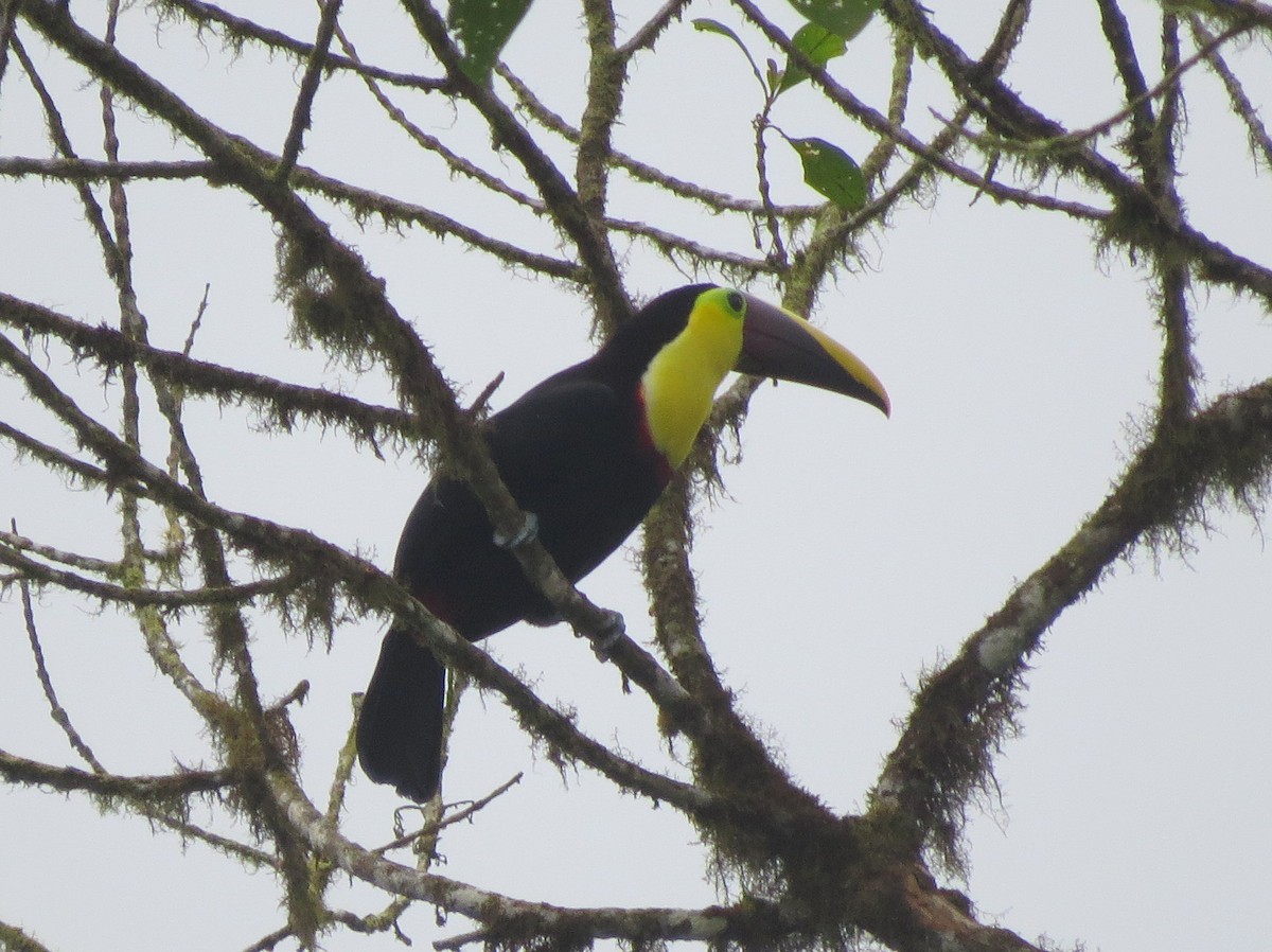 Yellow-throated Toucan (Chestnut-mandibled) - ML133167871