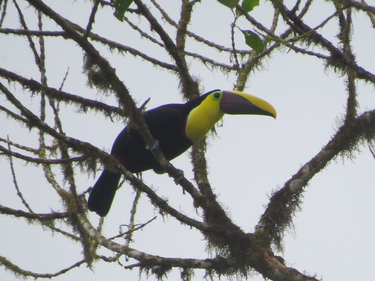 Yellow-throated Toucan (Chestnut-mandibled) - ML133167891