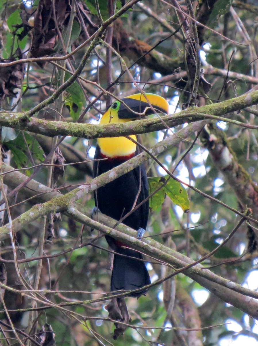Yellow-throated Toucan (Chestnut-mandibled) - ML133167931