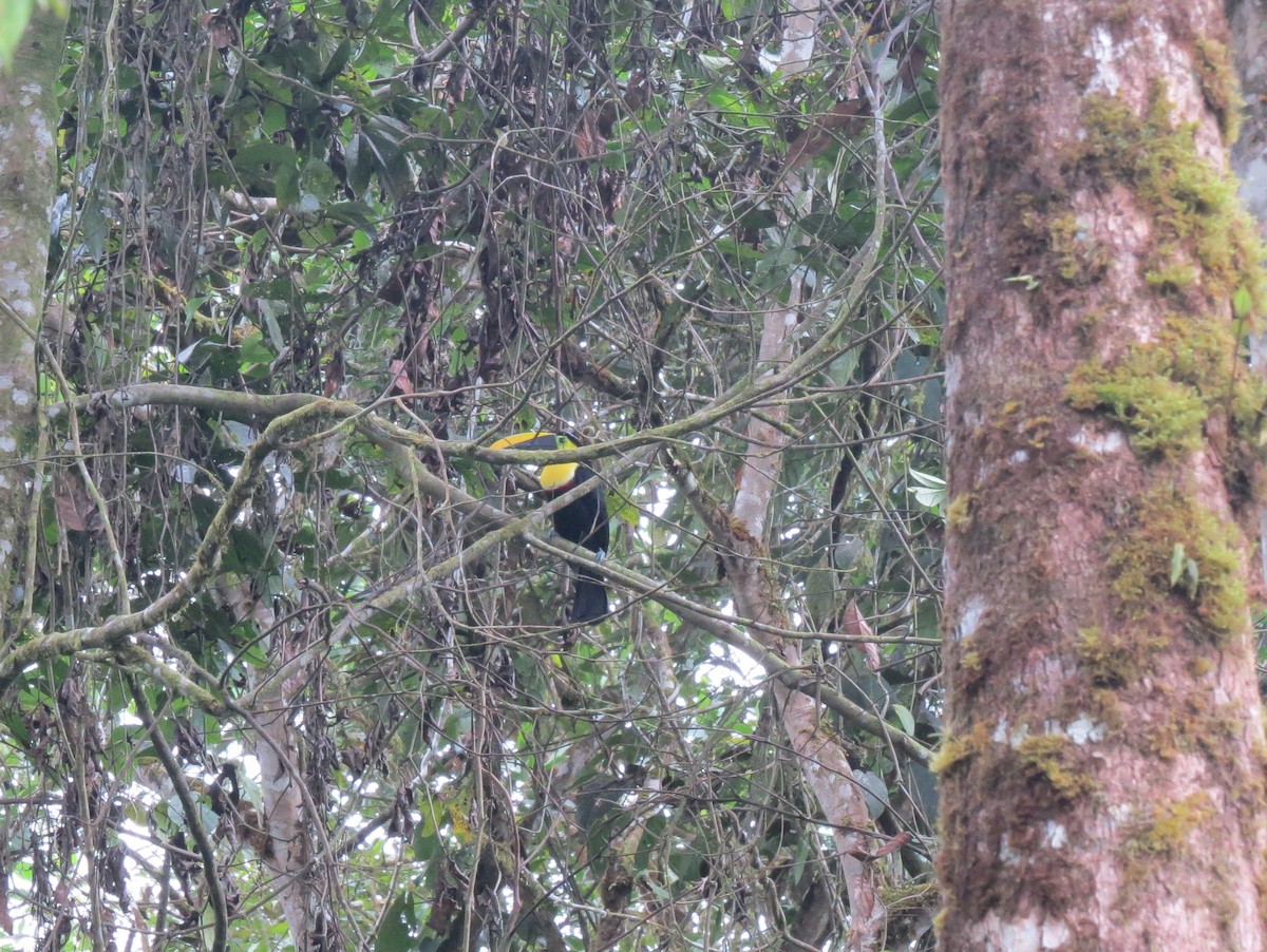 Yellow-throated Toucan (Chestnut-mandibled) - ML133167951