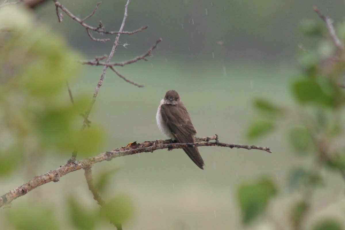 Northern Rough-winged Swallow - Robert Gowan