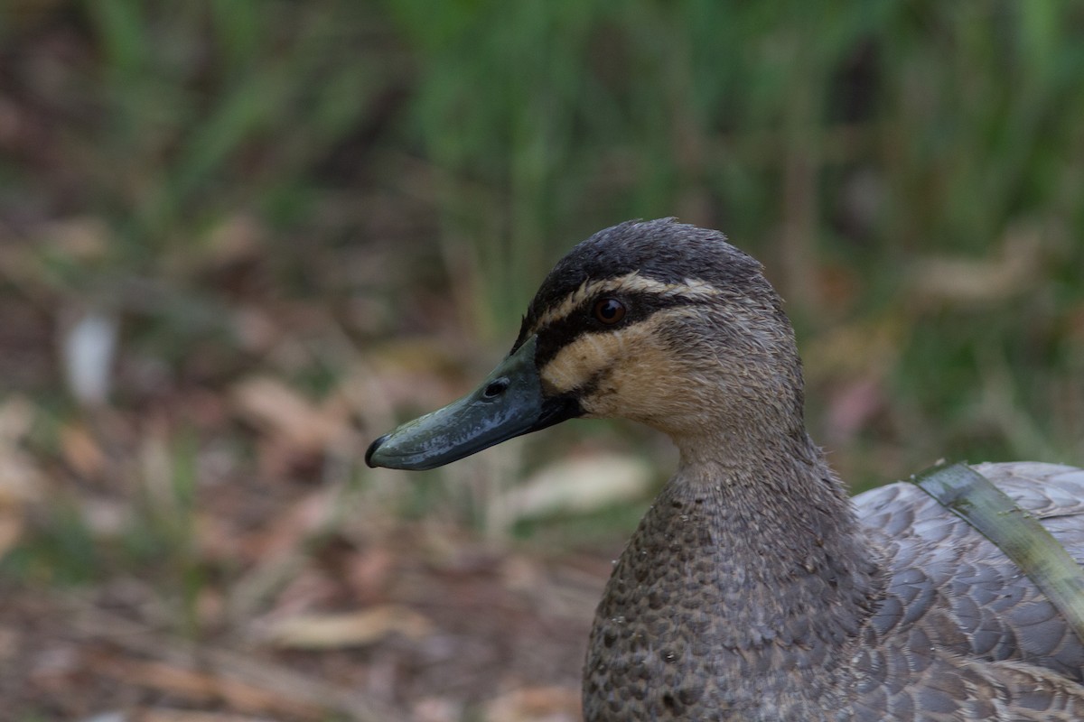 Mallard x Pacific Black Duck (hybrid) - Richard and Margaret Alcorn