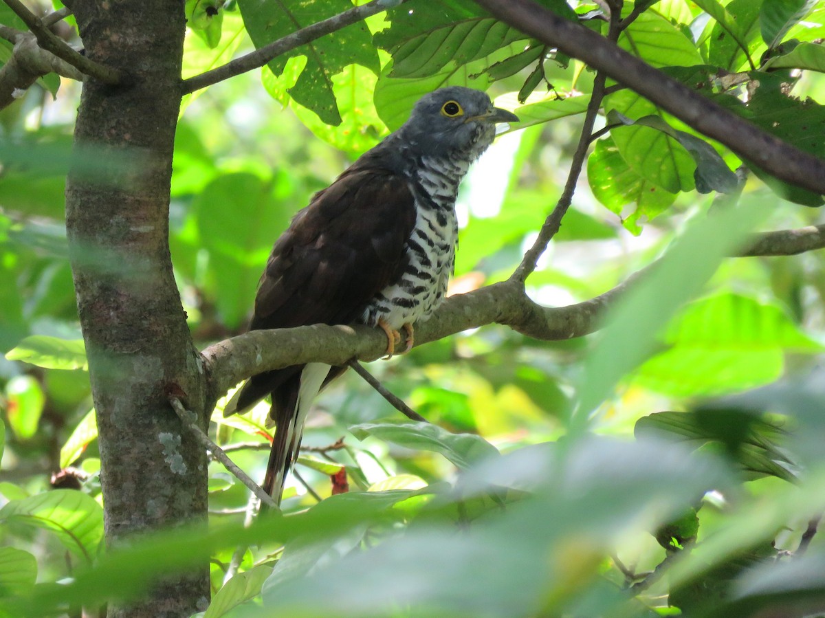 Sulawesi Cuckoo - ML133169991