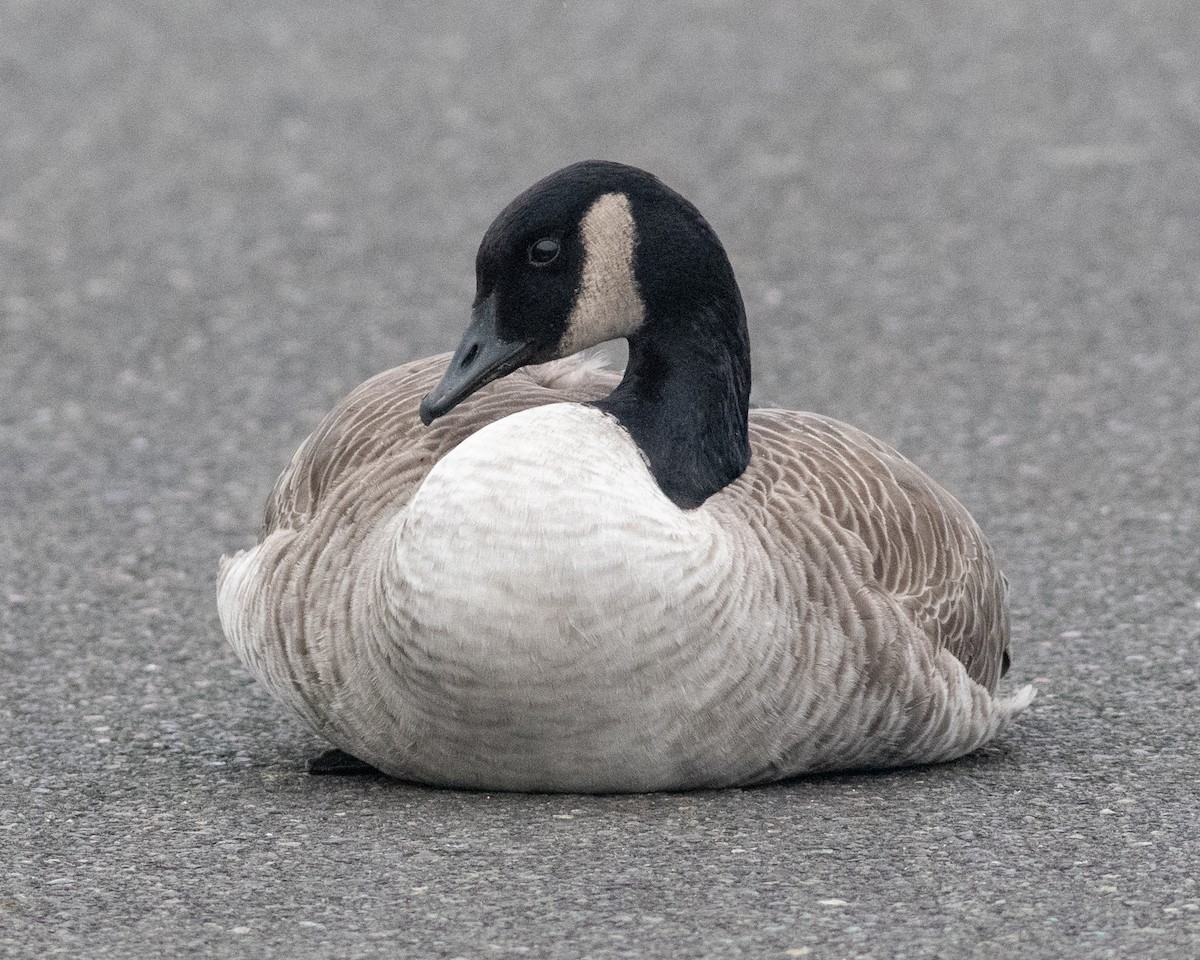 Cackling Goose - Seymore Gulls