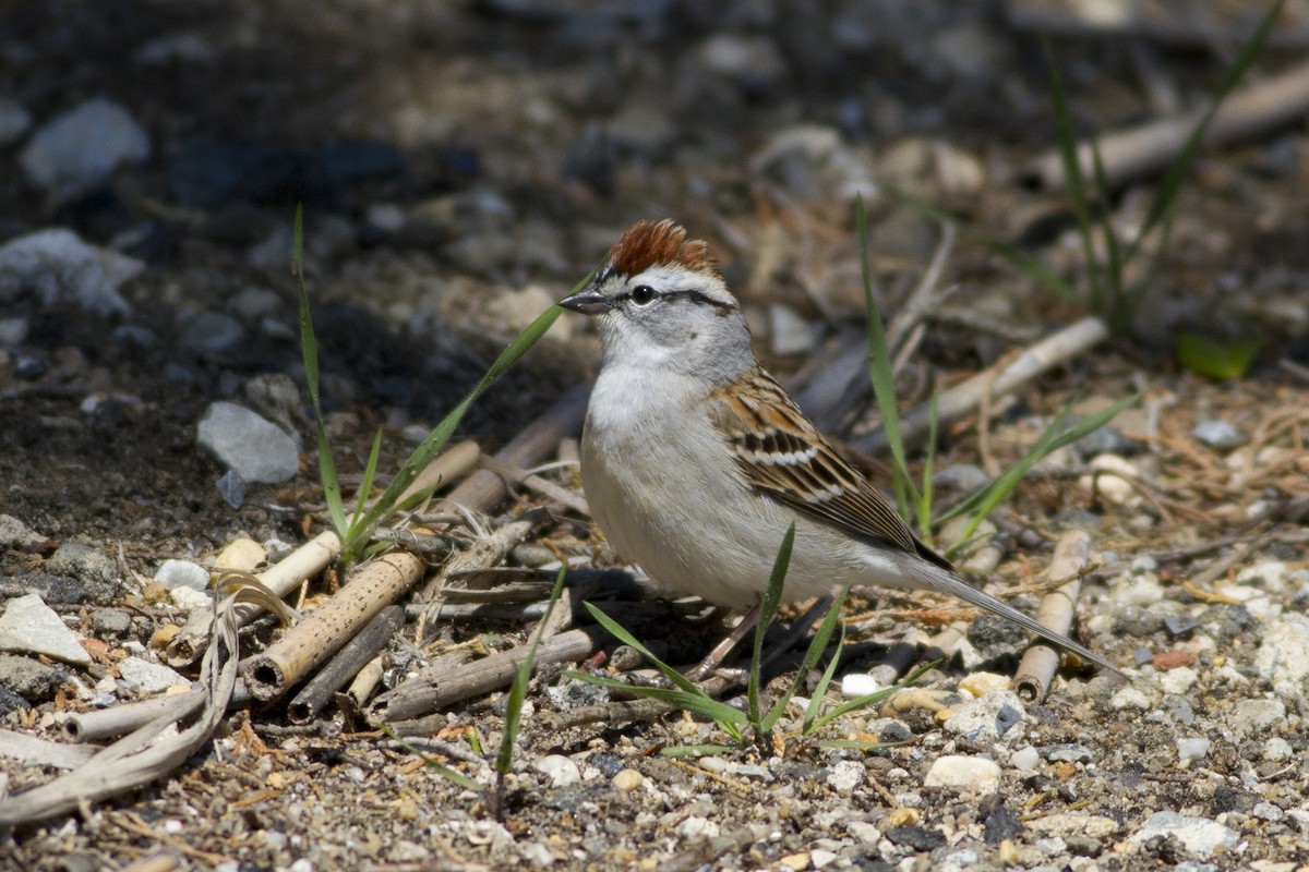 Chipping Sparrow - ML133176401
