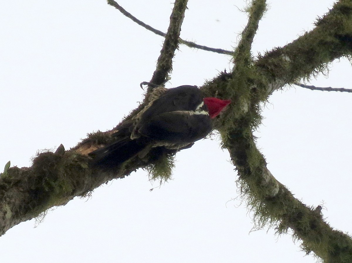 Guayaquil Woodpecker - ML133176881