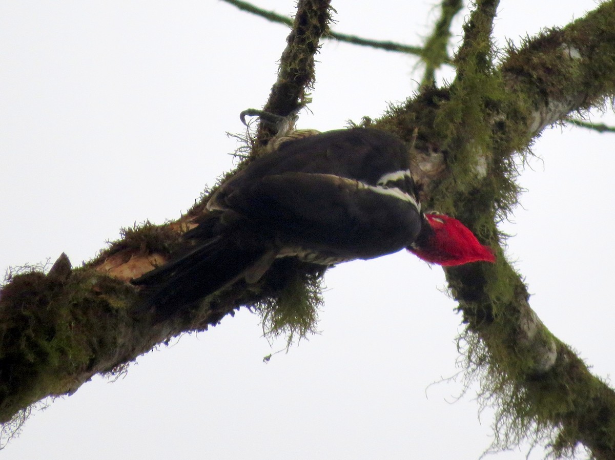 Guayaquil Woodpecker - Todd Deininger
