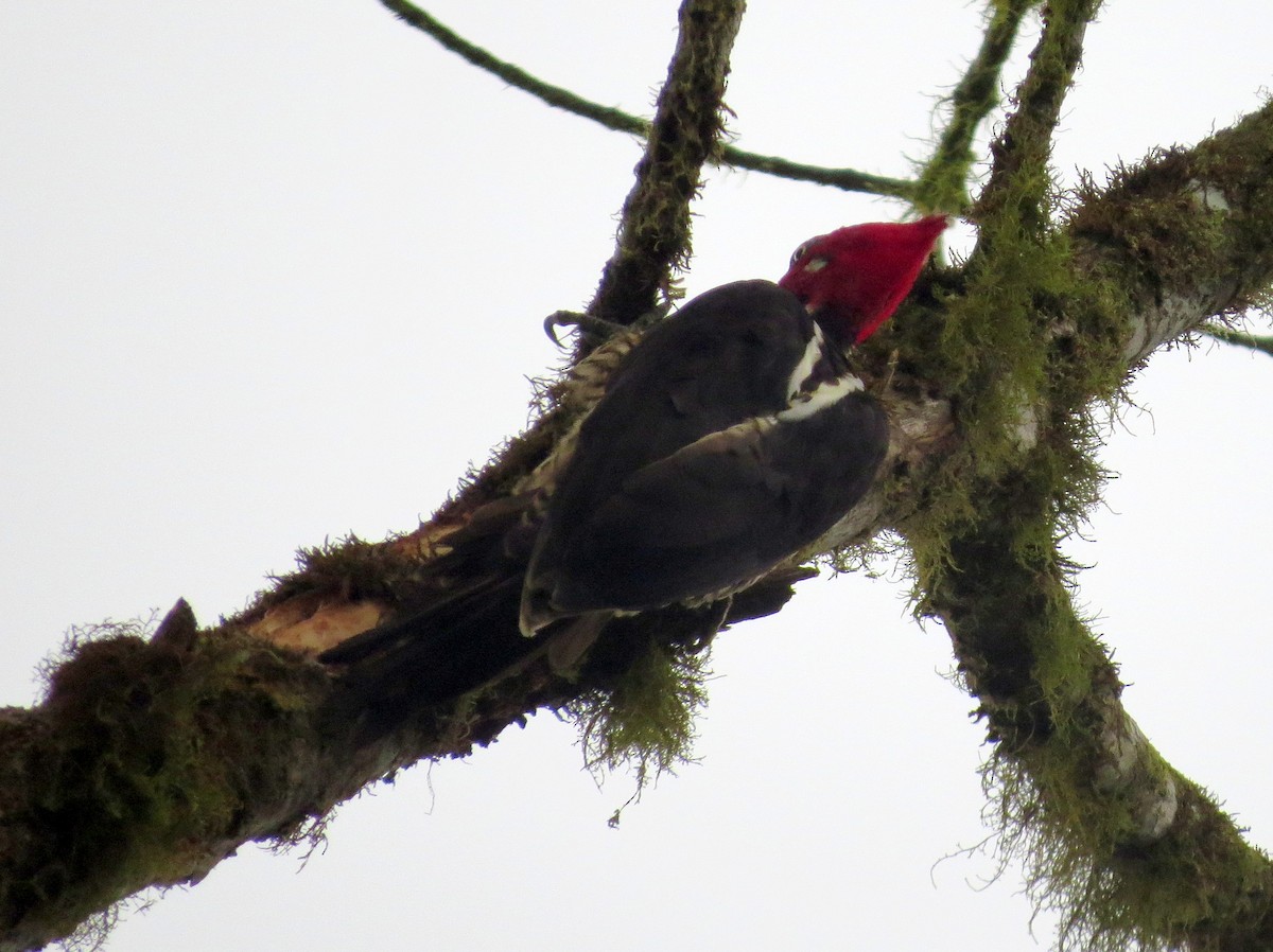 Guayaquil Woodpecker - ML133176911