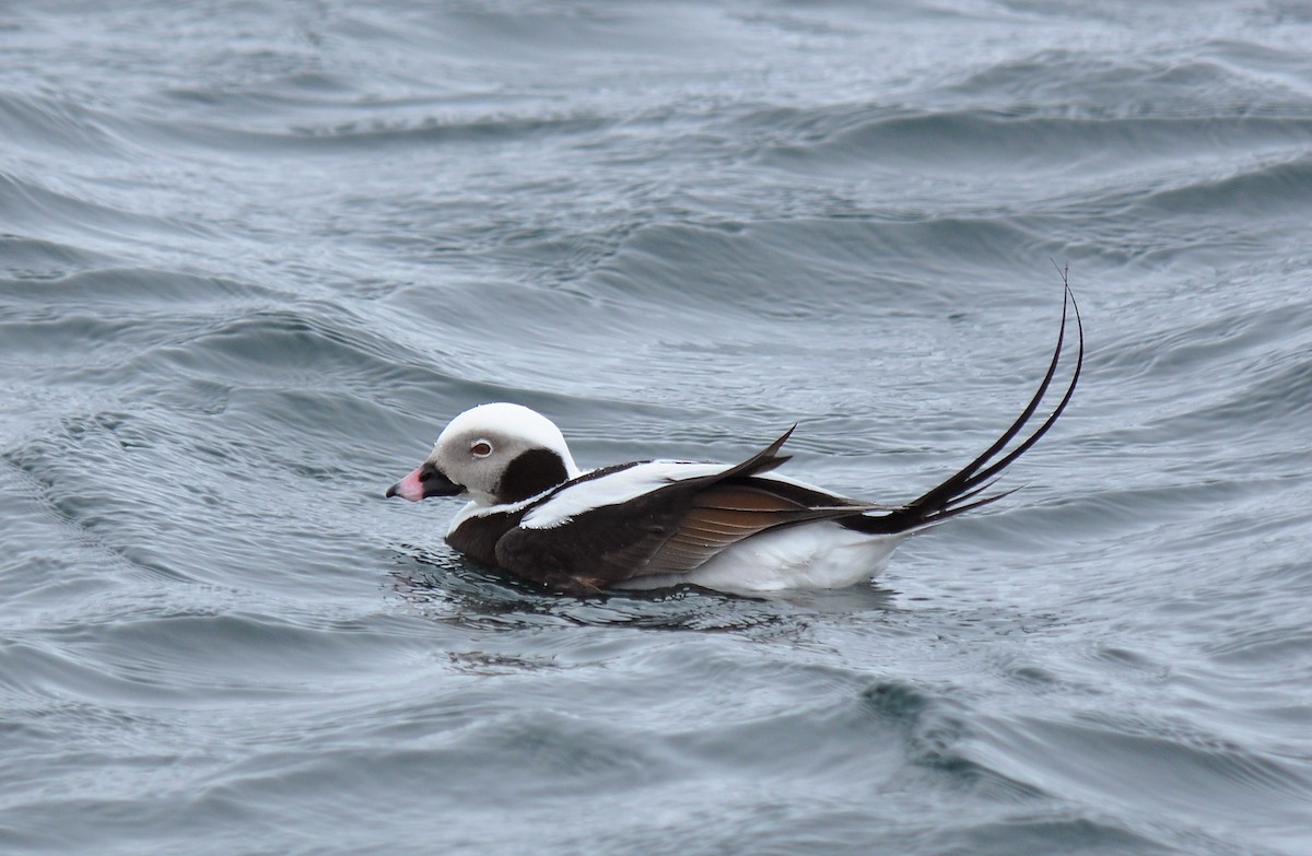 Long-tailed Duck - Ryan O'Donnell