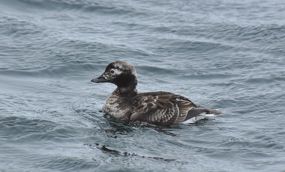 Long-tailed Duck - ML133177261