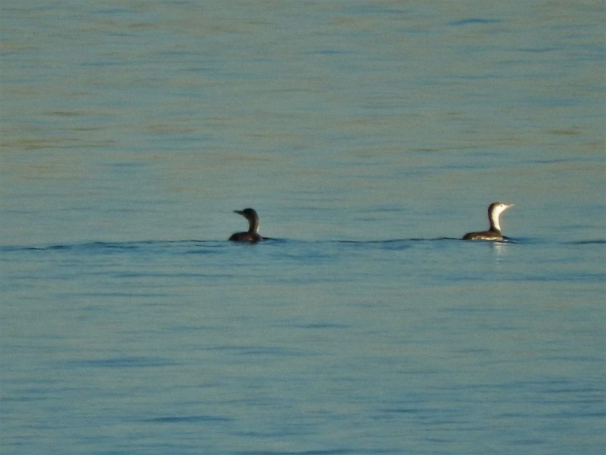Red-throated Loon - ML133180731