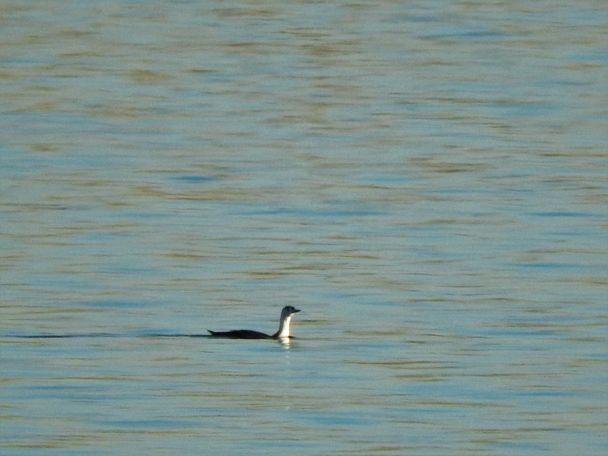Red-throated Loon - ML133180781