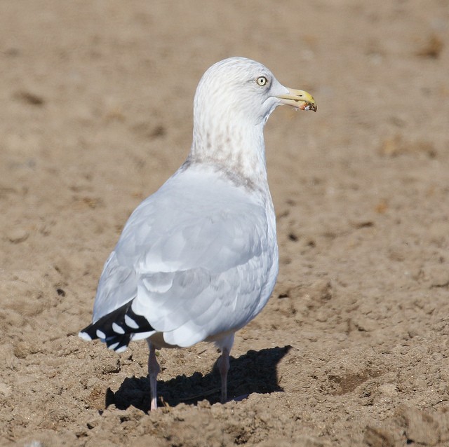 Herring Gull (American) - Anonymous