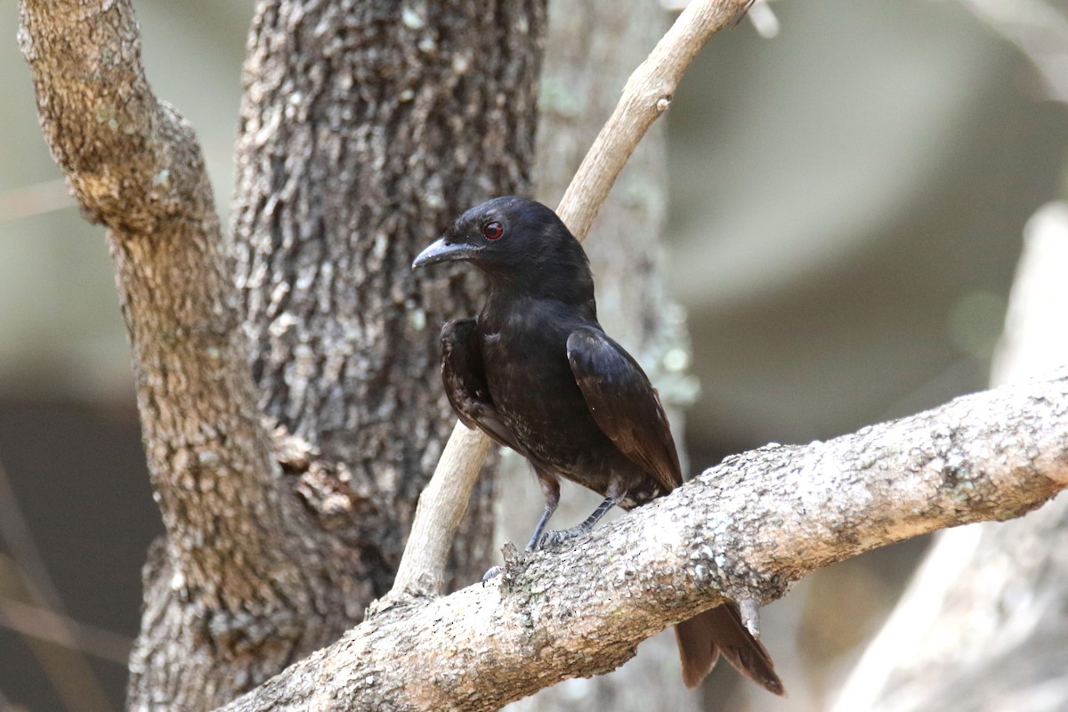 Fork-tailed Drongo - ML133185251