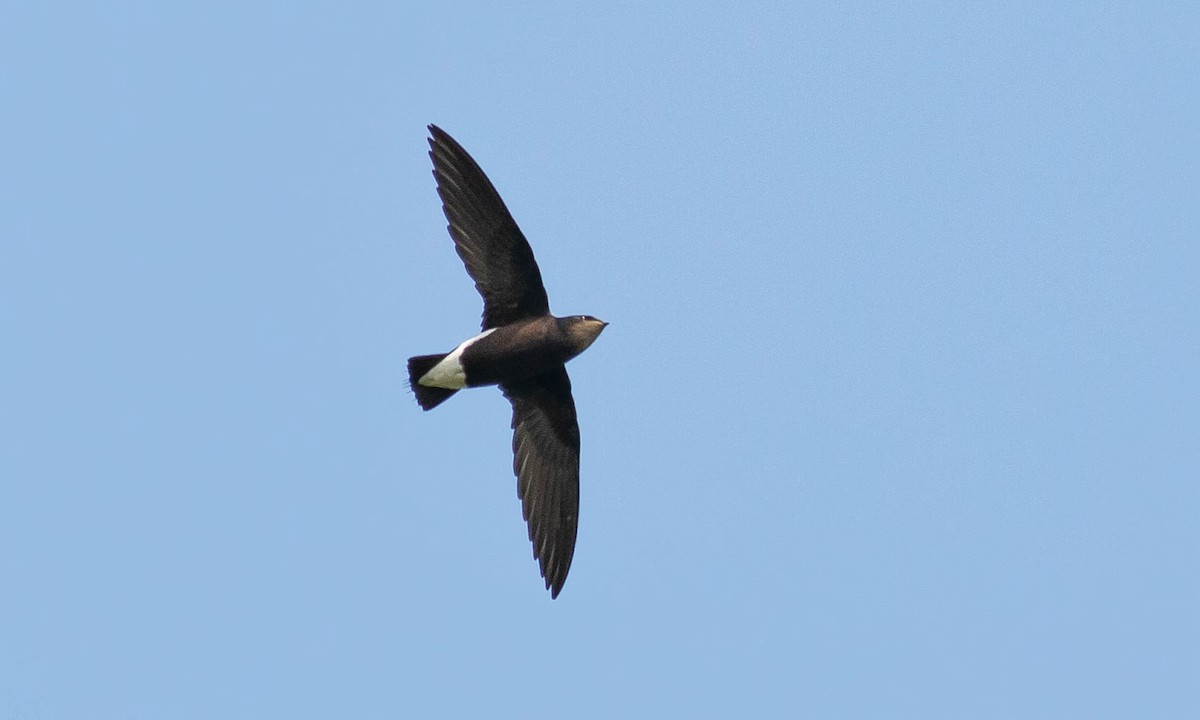 Silver-backed Needletail - ML133185331