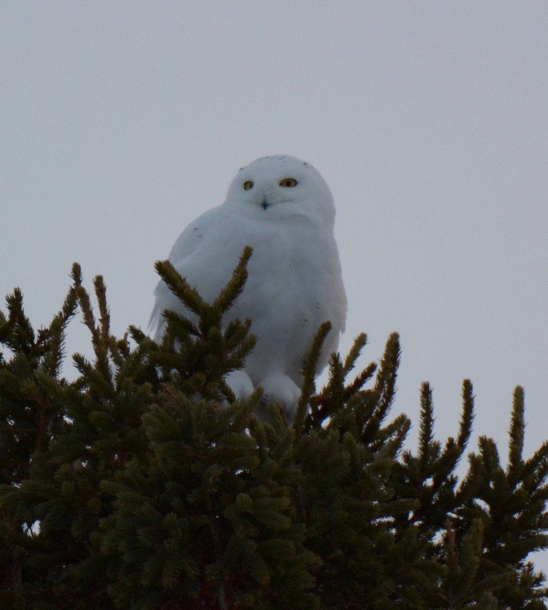 Snowy Owl - ML133185381