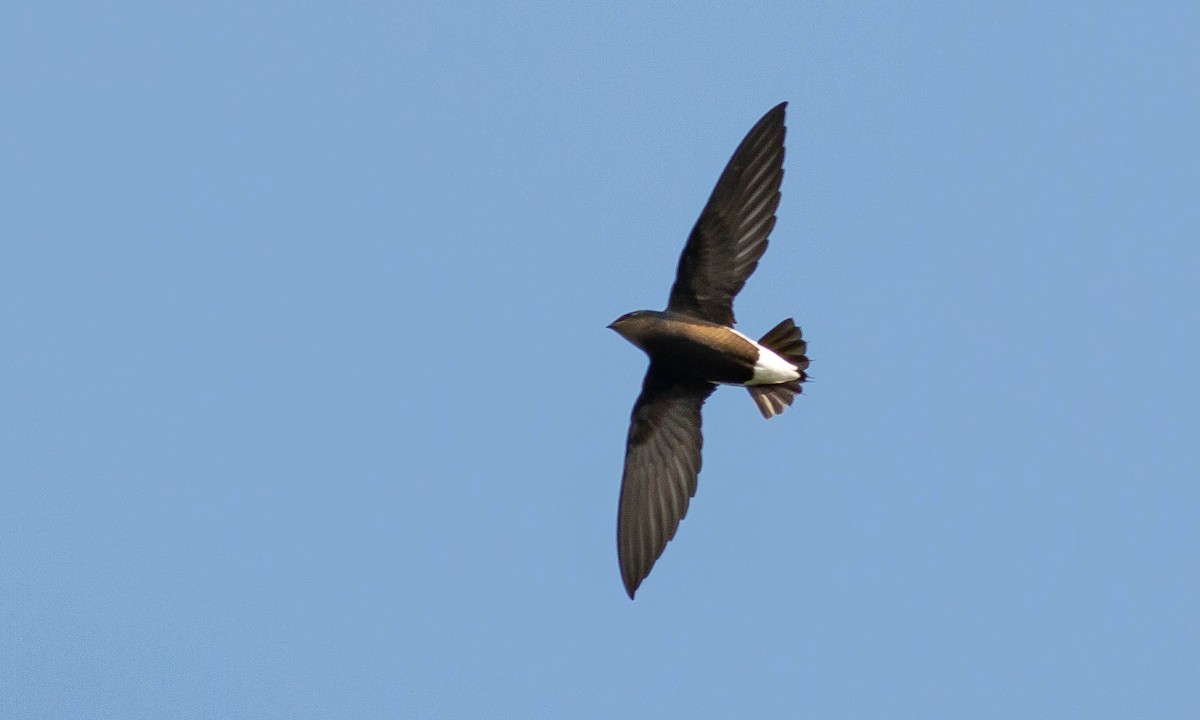 Silver-backed Needletail - ML133185511