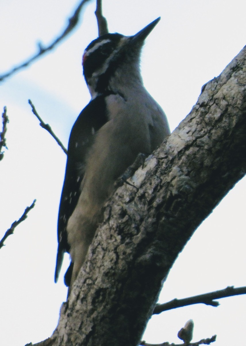 Hairy Woodpecker - Srikant Char