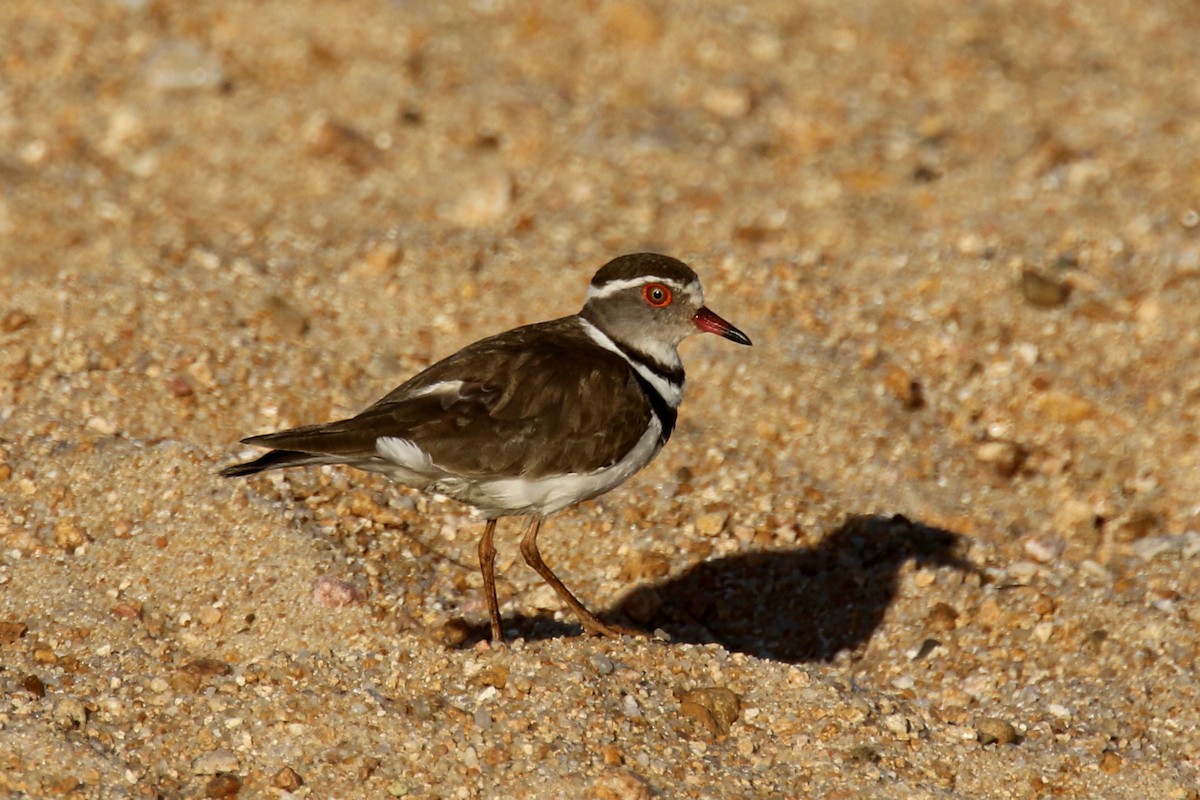 Three-banded Plover - ML133185771