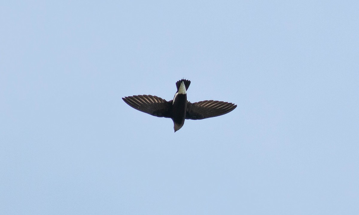 Silver-backed Needletail - ML133186101