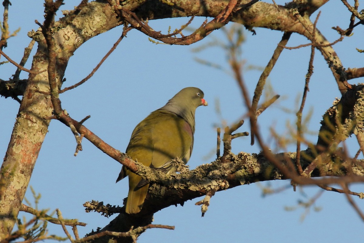 African Green-Pigeon - ML133186151