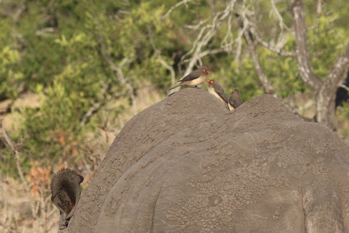 Red-billed Oxpecker - ML133186441