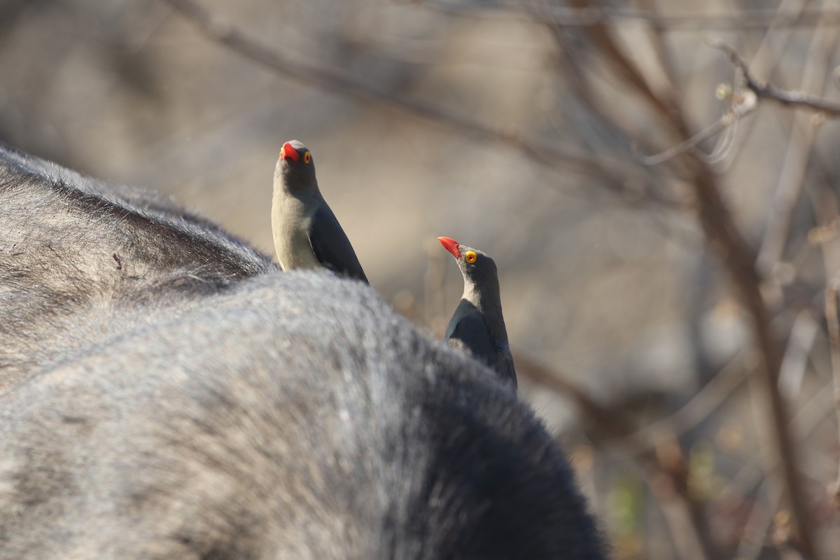 Red-billed Oxpecker - ML133186511