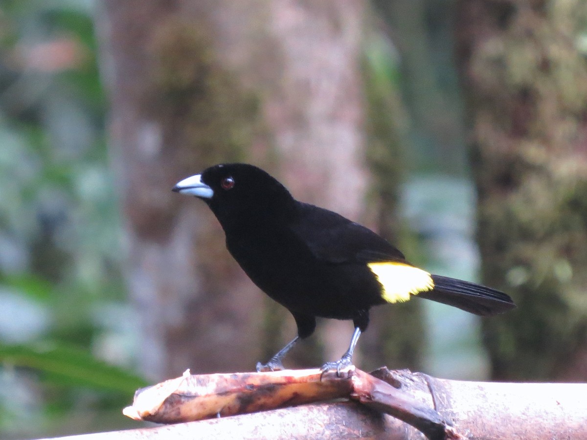 Flame-rumped Tanager (Lemon-rumped) - ML133188411