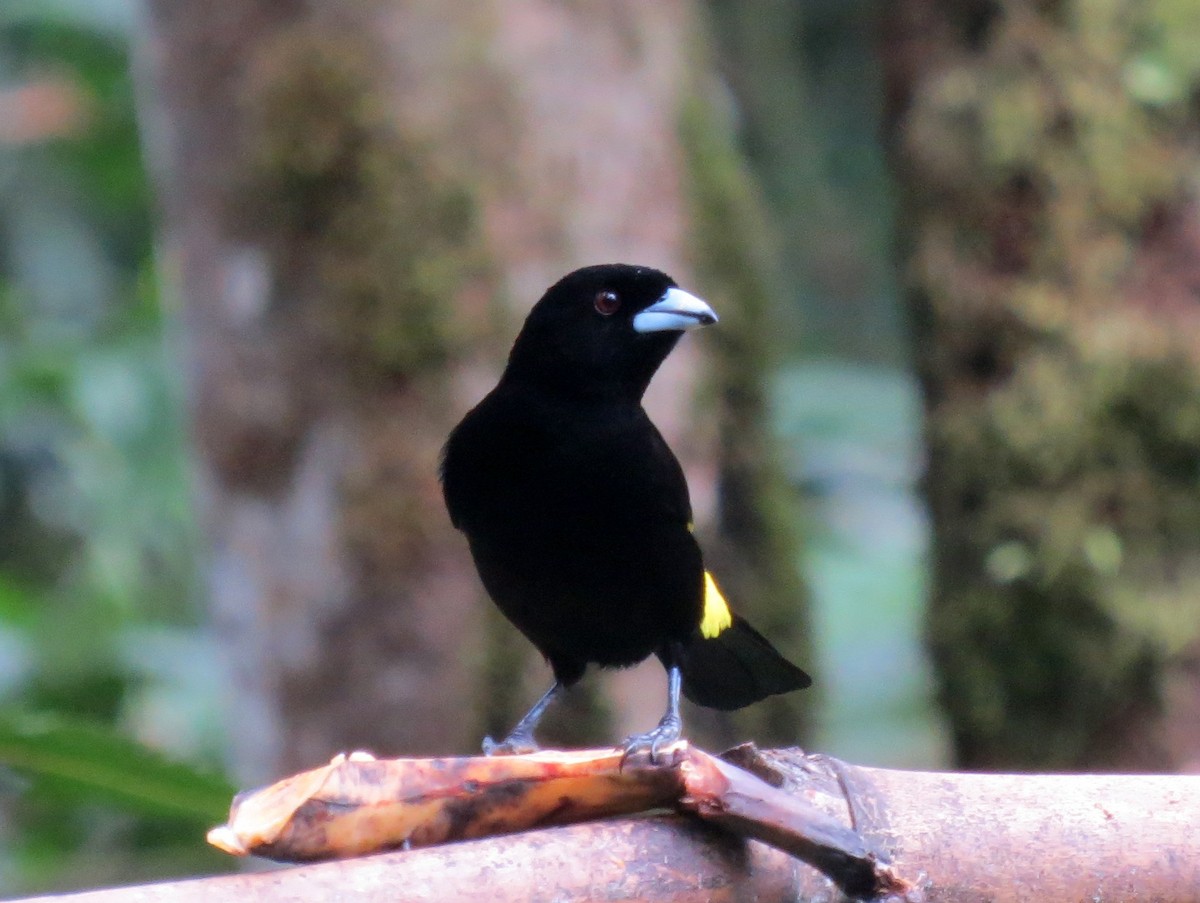 Flame-rumped Tanager (Lemon-rumped) - Todd Deininger