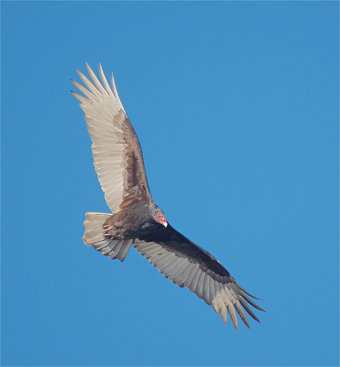 Turkey Vulture - ML133189661