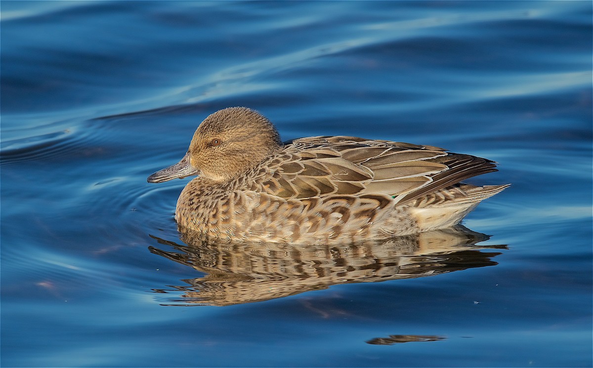 Green-winged Teal - ML133190421