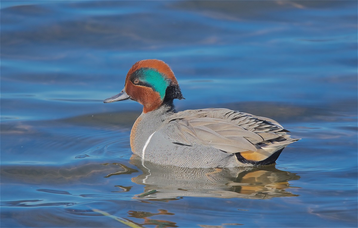 Green-winged Teal - ML133190441