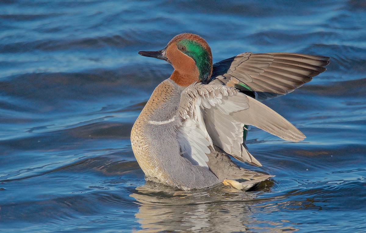 Green-winged Teal - ML133190451