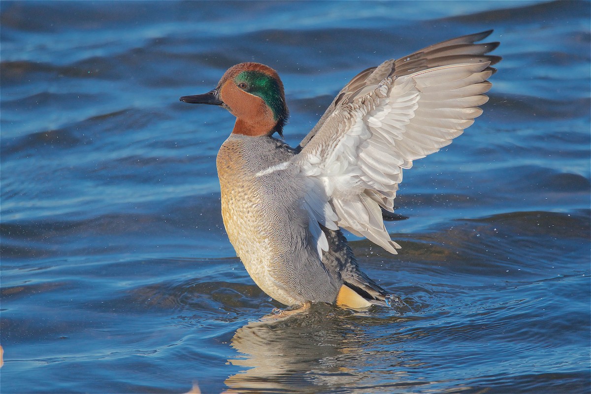 Green-winged Teal - ML133190471