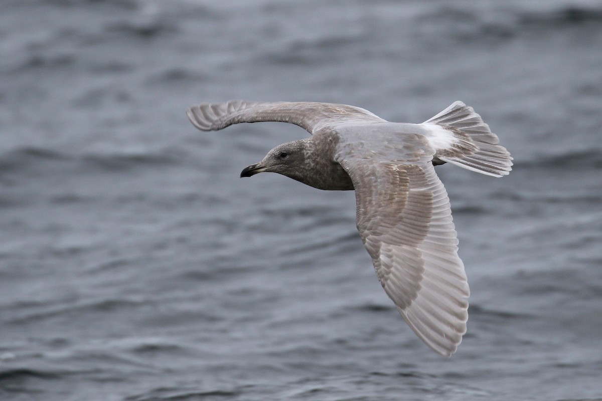 Glaucous-winged Gull - Cameron Eckert