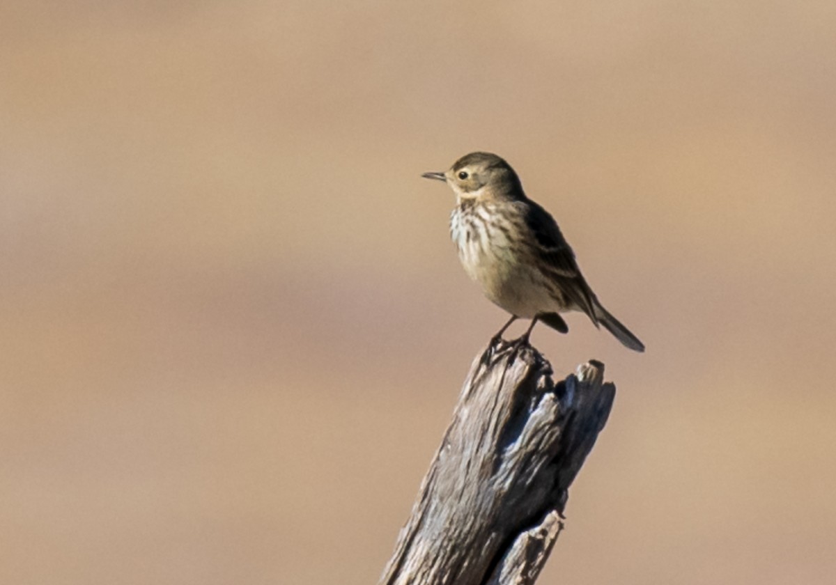 American Pipit - Mary McSparen