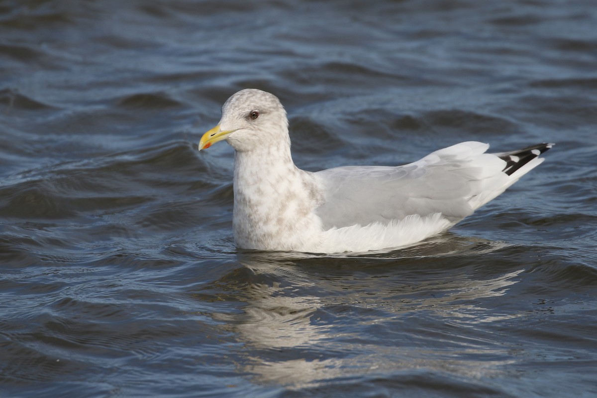 Iceland Gull (Thayer's) - Cameron Eckert