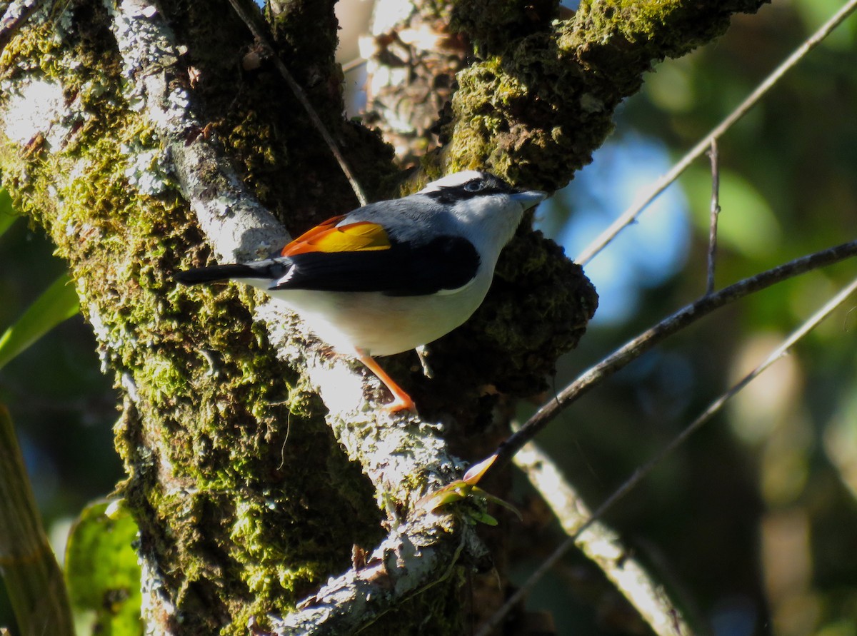 White-browed Shrike-Babbler (Blyth's) - Paul Hyde