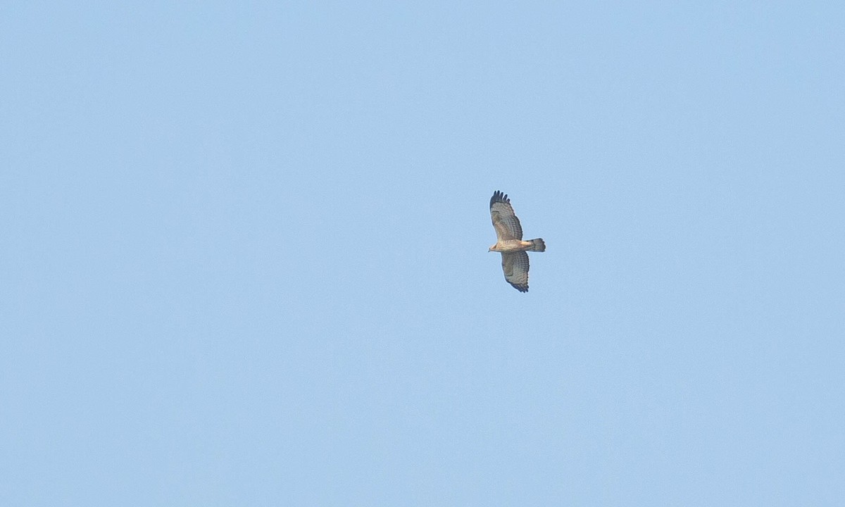 Oriental Honey-buzzard (Northern) - ML133197541