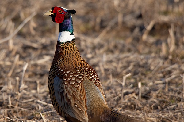 Ring-necked Pheasant - ML133198961