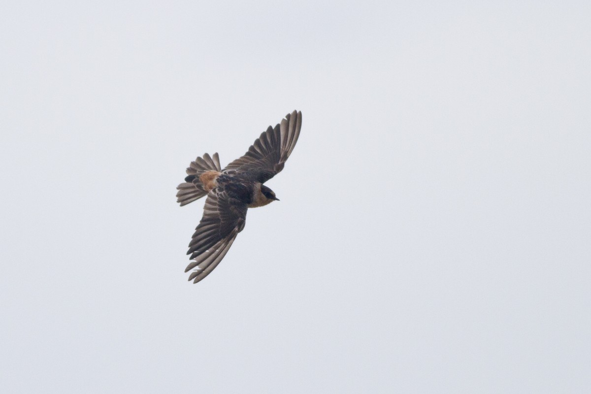Cave Swallow - ML133199361