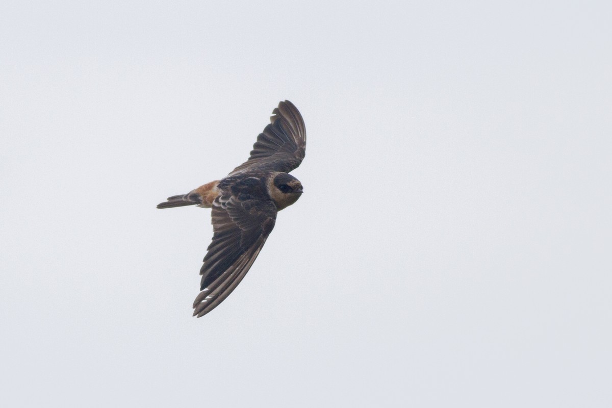 Cave Swallow - ML133199371