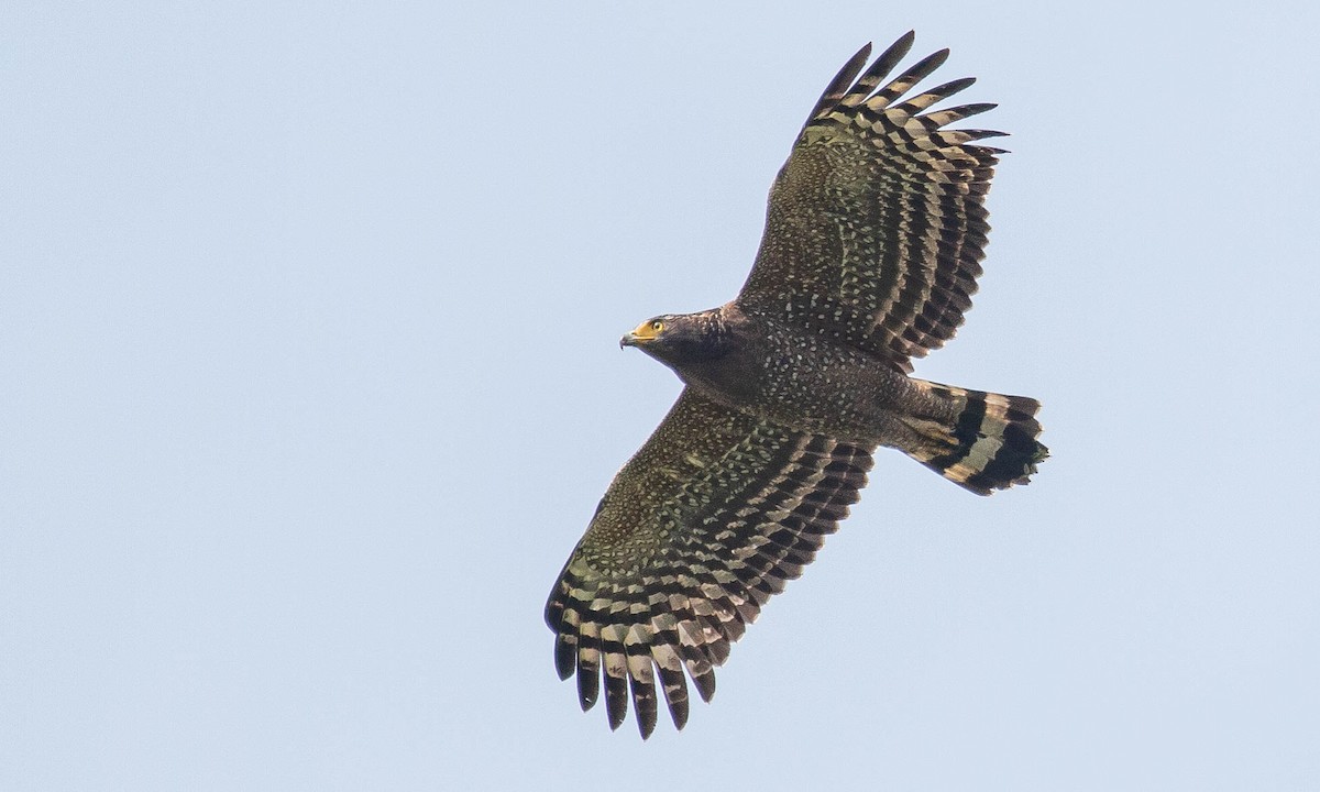 Crested Serpent-Eagle - ML133200451