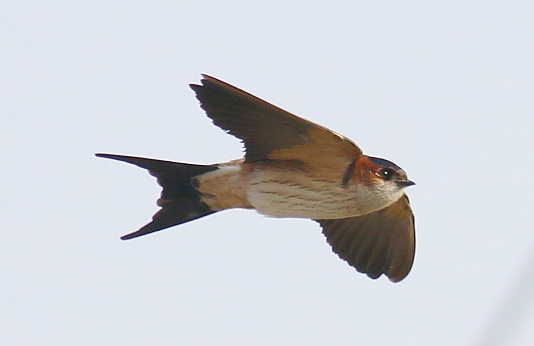Red-rumped Swallow - ML133201331