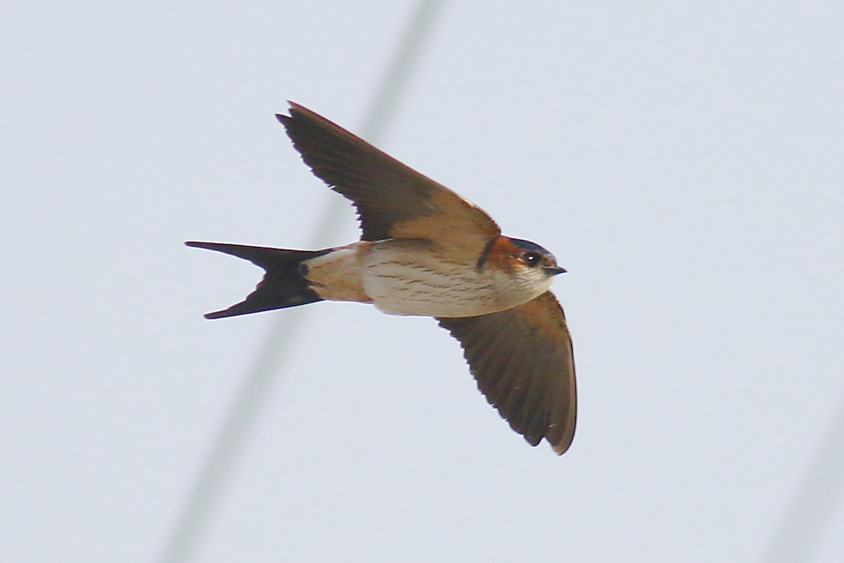 Red-rumped Swallow - ML133201341
